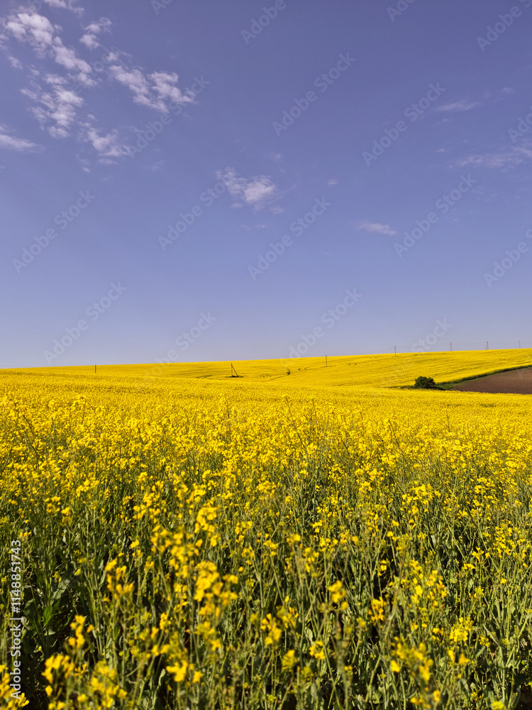 Fototapeta premium rapeseed field