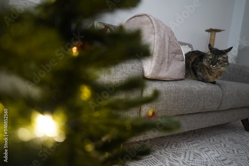 A cute cat standing next to a Christmas tree at home........