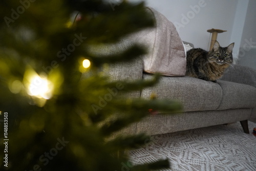 A cute cat standing next to a Christmas tree at home........