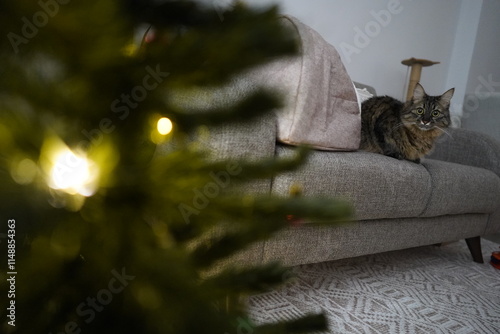 A cute cat standing next to a Christmas tree at home........
