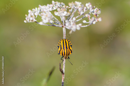 Graphosoma lineatum. orange striped beetle sitting on a white wildflower, close-up. bug, Shield smuggling on the plant. Summer or in autumn. plant pests concept. macro nature photo