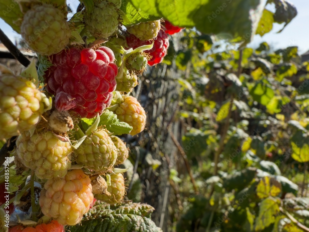 European red raspberry fruit plant (Rubus idaeus) creeping on fence