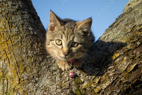 Obraz na płótnie Domestic short-haired kitten breed looking w salonie