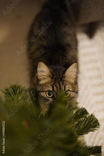 A cute and mischievous cat playing with the ornaments on a Christmas tree at home.