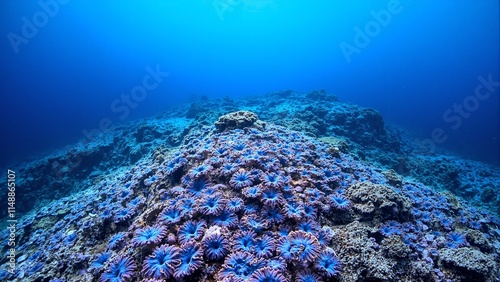 Vibrant purple and blue plate corals on underwater ridge creating stunning patterns against open ocean backdrop photo