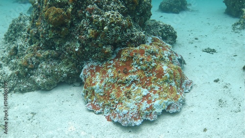 Vibrant red and gold coral on a rocky surface against a sandy seabed backdrop with floating particles photo