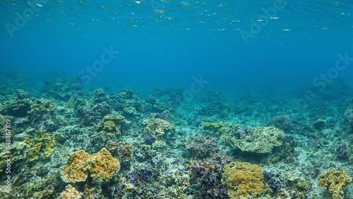 Colorful coral reef with yellow and green table coral featuring a serene sea turtle swimming in the background