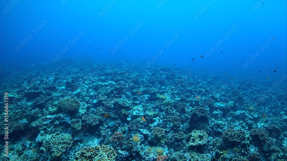 Vibrant reef fish swim through intricate blue and gray staghorn coral formations in a captivating underwater maze Vibrant reef fish swim through intricate blue and gray staghorn coral formations in a captivating underwater maze