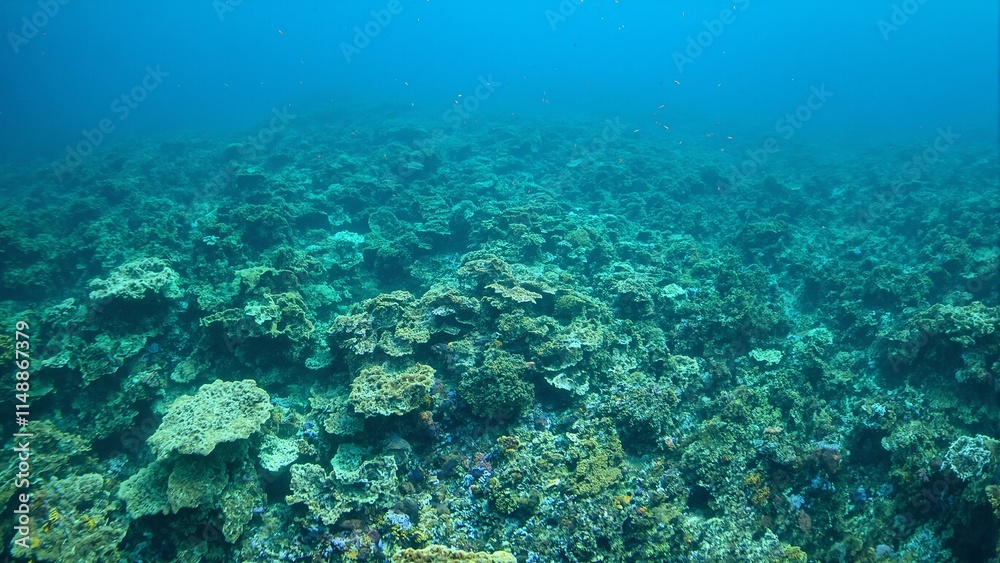 Vibrant green lettuce coral reef with intricate ruffled layers teeming with small fish