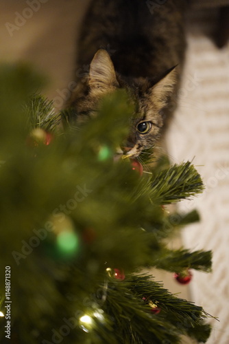 A cute and mischievous cat playing with the ornaments on a Christmas tree at home.