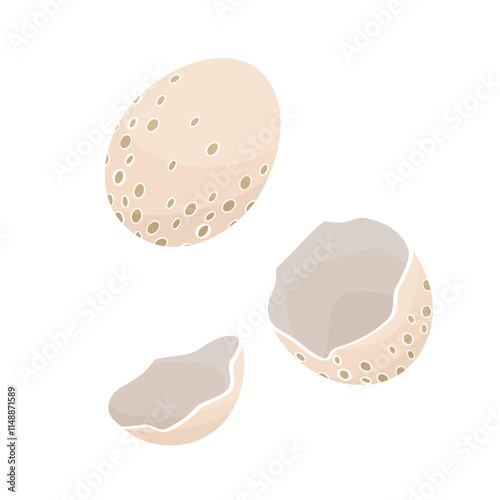 wild bird egg and shell of eggs