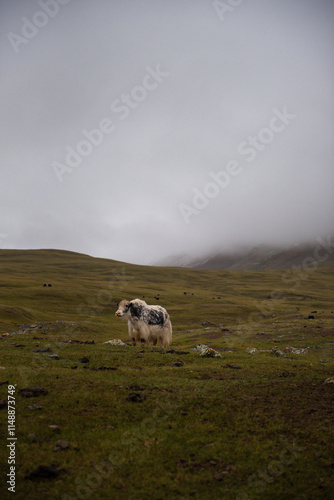Mongolian yak is grazing in the pasture, Altai mountains, western Mongolia.