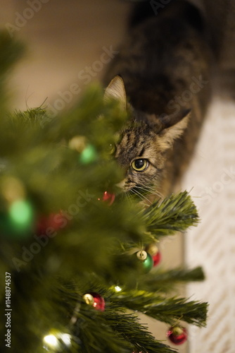 A cute and mischievous cat playing with the ornaments on a Christmas tree at home.