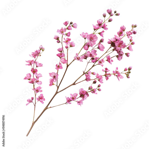 A pink flower with a stem is shown in a white background