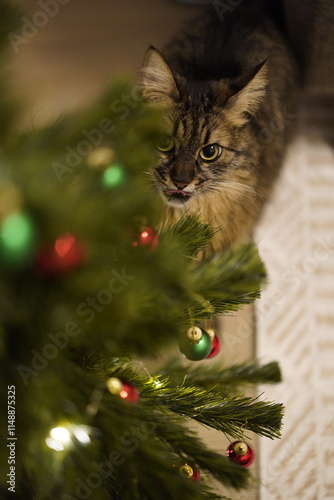 A cute and mischievous cat playing with the ornaments on a Christmas tree at home.