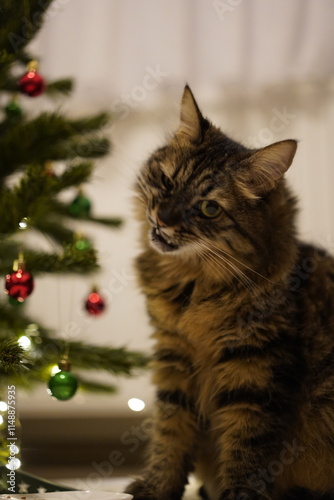A cute and mischievous cat playing with the ornaments on a Christmas tree at home........