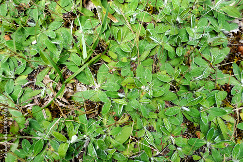 Close up of the Broad Leaved Cudweed showing the hairy covered leaves. photo