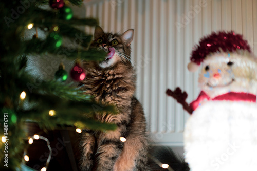 A cute cat playing with a handmade snowman next to a Christmas tree at home........