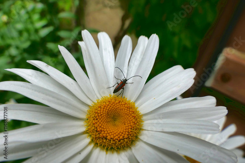 Black-striped Longhorn Beetle  on a Leucanthemum flower photo