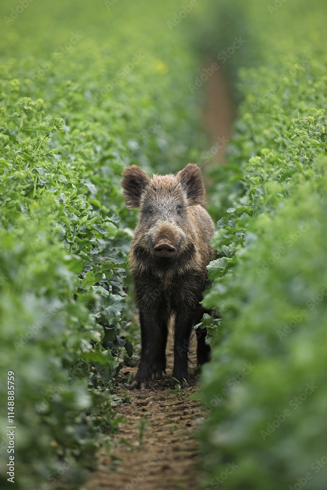 Dzik euroazjatycki, dzik, (Sus scrofa) Dzik euroazjatycki, dzik, (Sus scrofa)
