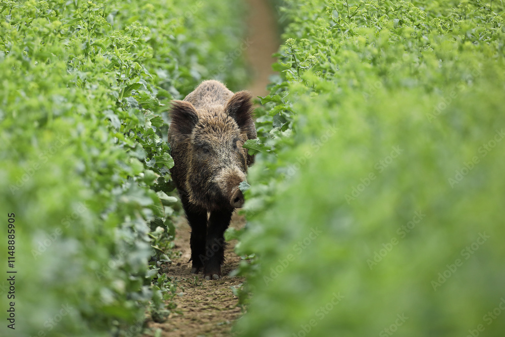 Dzik euroazjatycki, dzik, (Sus scrofa) Dzik euroazjatycki, dzik, (Sus scrofa)