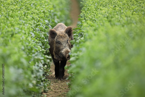 Obraz na płótnie Dzik euroazjatycki, dzik, (Sus scrofa) w salonie