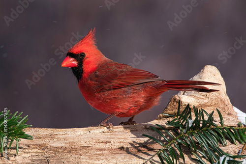Closeup image of a male Northern Cardinal in winter
