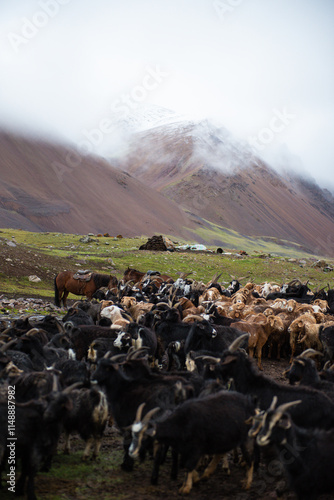 Mongolian livestock sheep, goat are grazing in the summer pasture