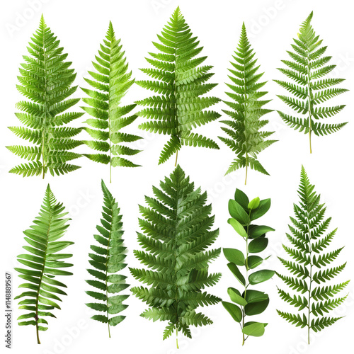 A collection of green leaves, including ferns and palm trees