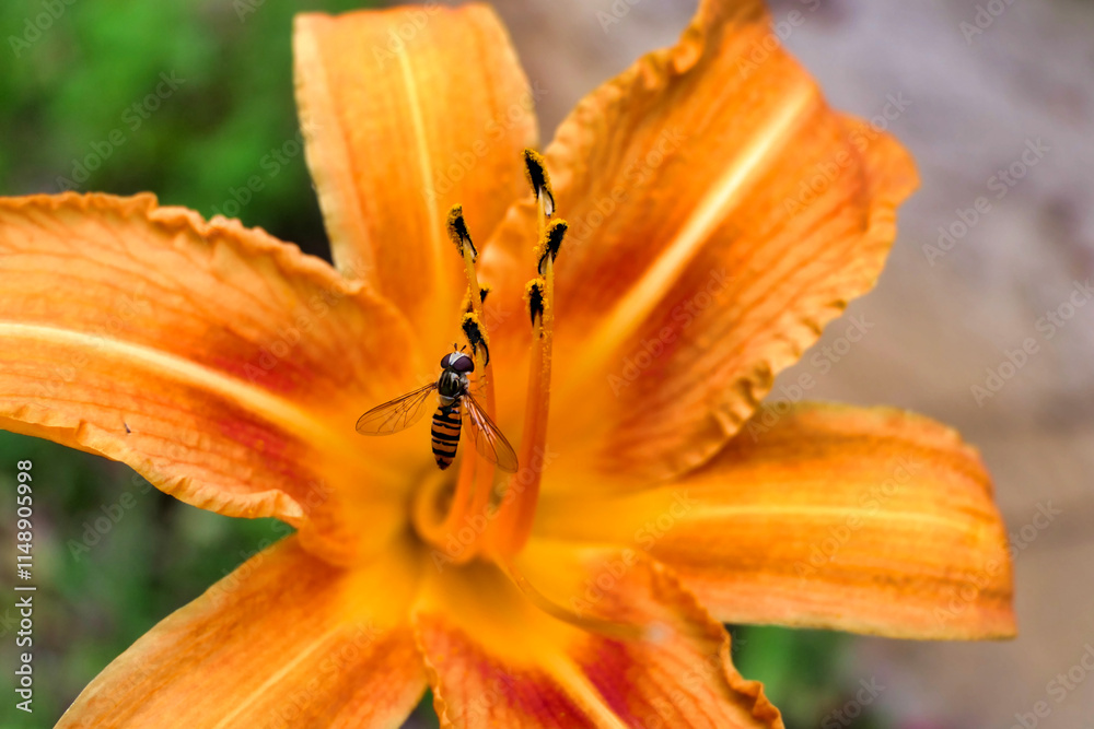 Hover Fly Feeding on the pollen of an orange Tiger Lily Hover Fly Feeding on the pollen of an orange Tiger Lily