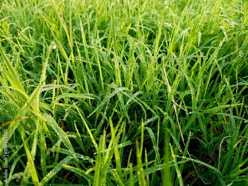 Konstfotografi Green grass with dew drops in the morning. Natural background.