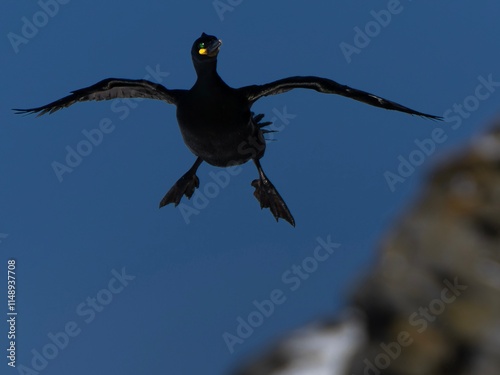 Krähenscharbe im Landeanflug photo