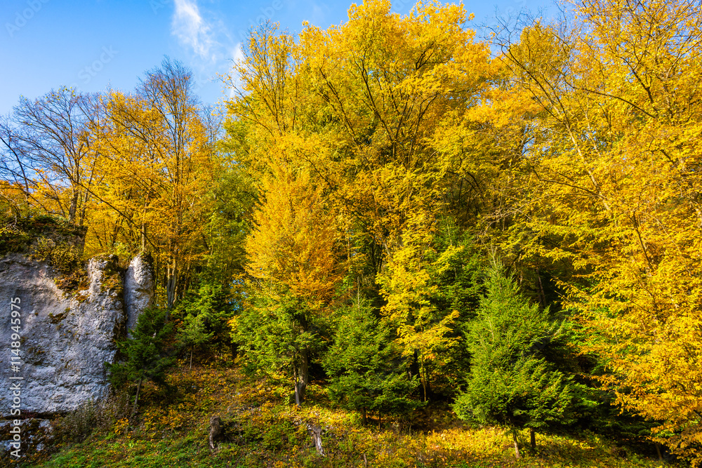 Autumn fall colors of trees in Ojcow National Park, Poland