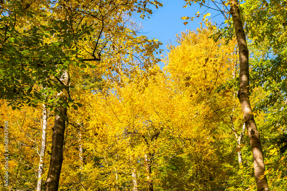 Colorful tree leaves in autumn fall landscape of Ojcow National Park, Poland
