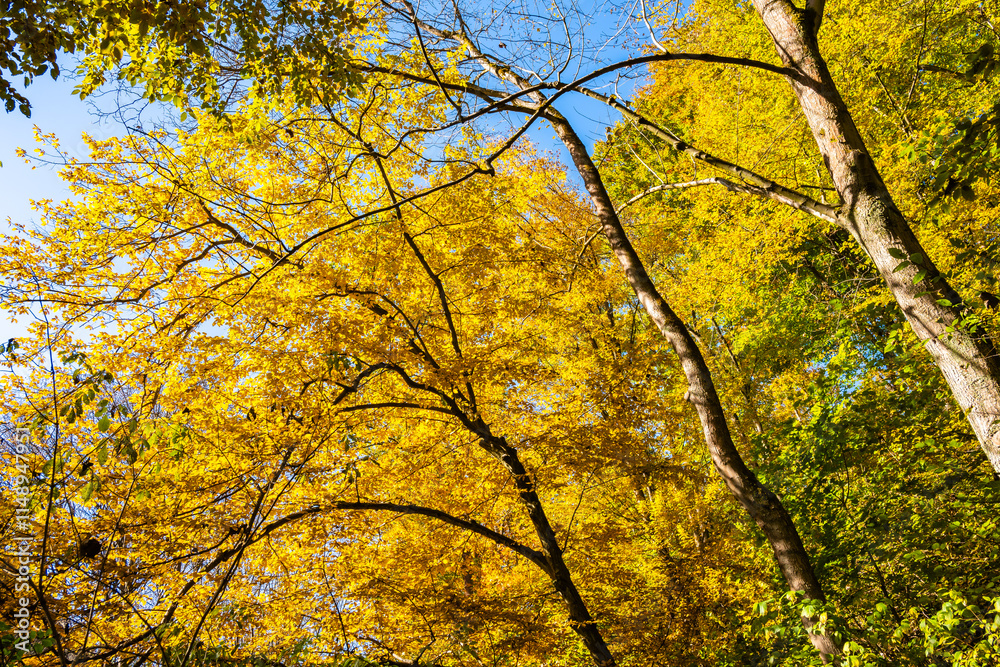 Colorful tree leaves in autumn fall landscape of Ojcow National Park, Poland