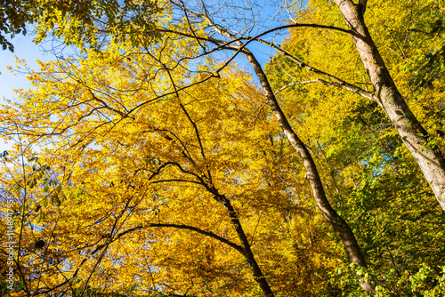 Obraz na płótnie Colorful tree leaves in autumn fall landscape of Ojcow National Park, Poland w salonie