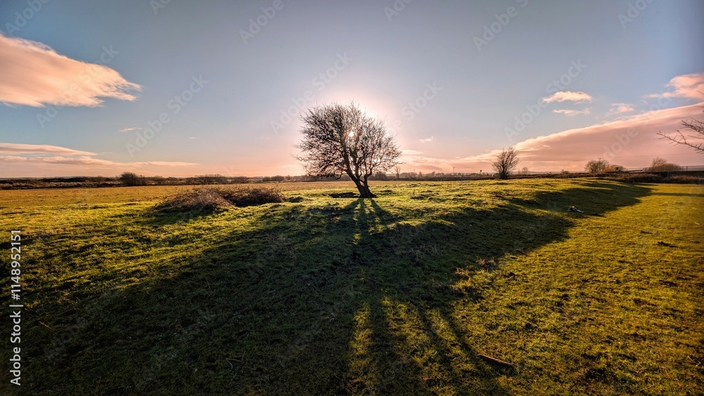 Beautiful landscape scenery, lonely tree in the green field at sunset, nature background, Galway, Ireland