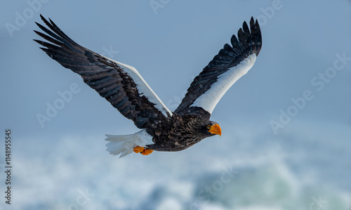 Obraz na płótnie The Steller's sea eagle is a large sea eagle in the family Accipitridae. It is a robust eagle with dark brown plumage, white wings and tail, a yellow beak, and yellow talons. w salonie