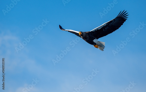 Obraz na płótnie The Steller's sea eagle is a large sea eagle in the family Accipitridae. It is a robust eagle with dark brown plumage, white wings and tail, a yellow beak, and yellow talons. w salonie
