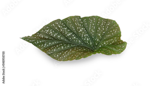 Begonia, polka dot Begonia angel wing silvery-white dotted leaf close up