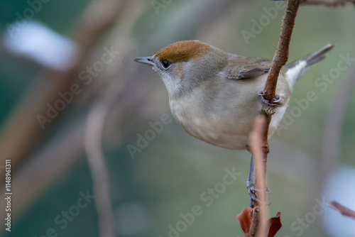 Una capinera (Sylvia atricapilla) appollaiata su un ramo si guarda intorno per decidere dove andare.  photo