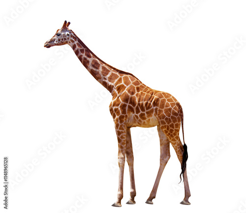 Giraffe close up isolated photo