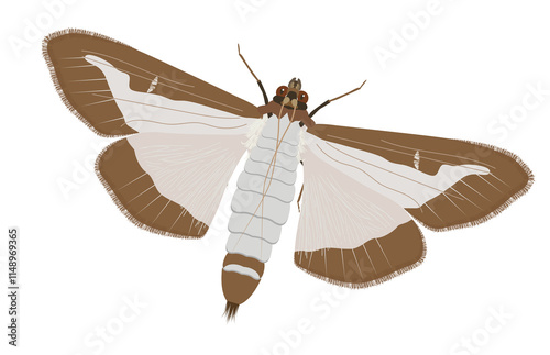 Adult of the box tree moth Cydalima perspectalis Butterfly pattern