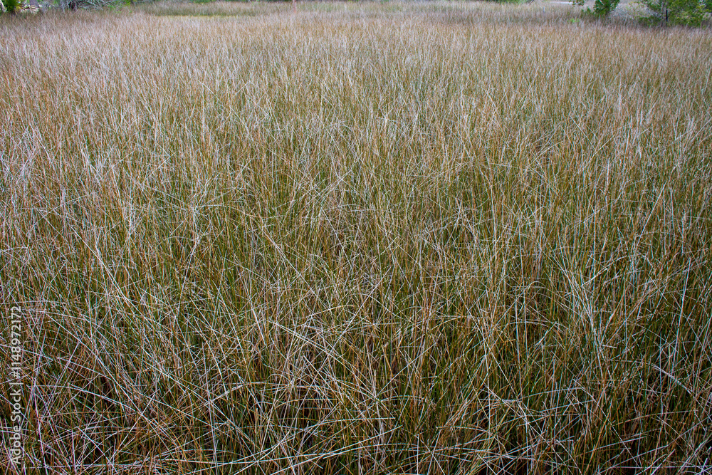 Fototapeta premium Marsh grass texture