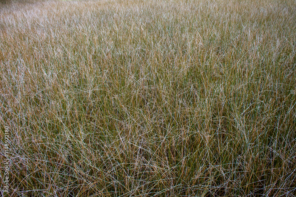 Obraz premium Marsh grass texture