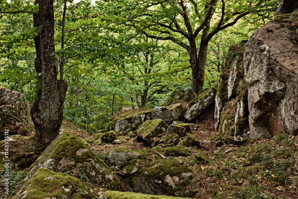 Seggiano, Grosseto, Tuscany, Italy: mountain landscape of chestnut forest with rock formations from ancient eruptions of the Mount Amiata volcano Seggiano, Grosseto, Tuscany, Italy: mountain landscape of chestnut forest with rock formations from ancient eruptions of the Mount Amiata volcano