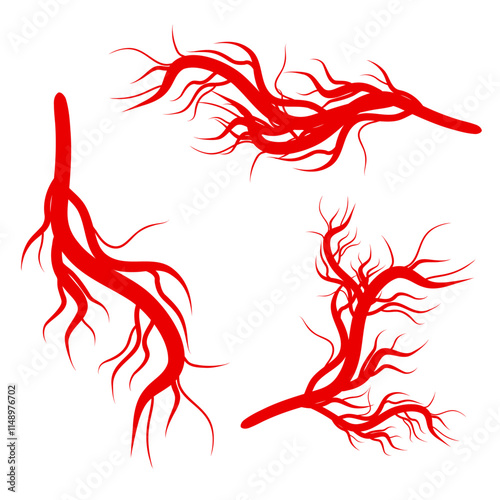 Human blood veins and arteries capillaries bloodstream