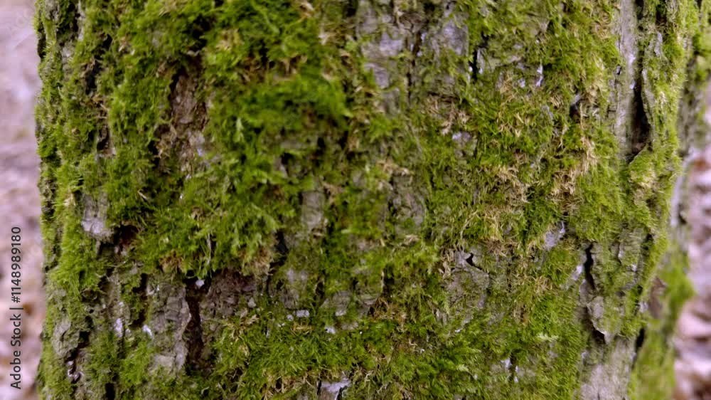 Textured Tree Bark Covered With Moss In The Netherlands. green moss on tree close up Textured Tree Bark Covered With Moss In The Netherlands. green moss on tree close up