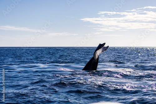 Observación de Ballenas en Baja California Sur