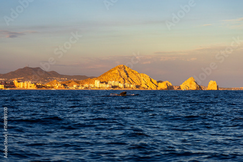 Observación de Ballenas en Baja California Sur